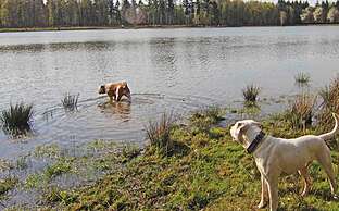 Hond toegestaan