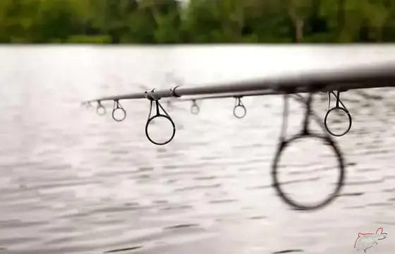 ¿Qué cañas de carpfishing elegir? ¿Cuál necesito?