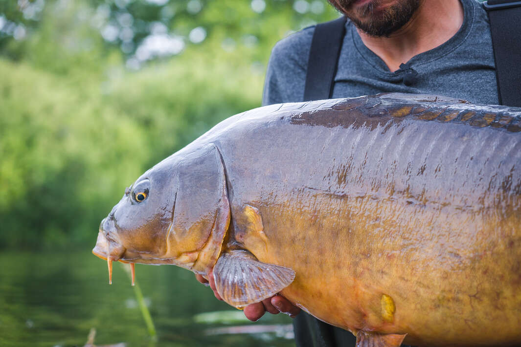 Large carp